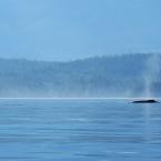   - 
 / Humpback Whales - from distance